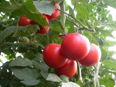 关于西红柿的初花期管理方案